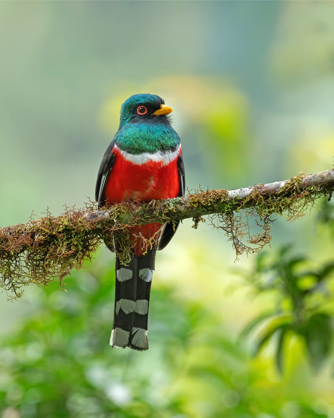Andean cock-of-the-rock and hummingbird birding photography in Cusco cloud forest