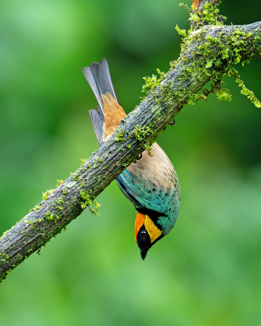 Bird watching in Peru