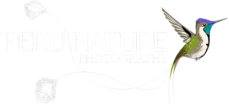 New Photography